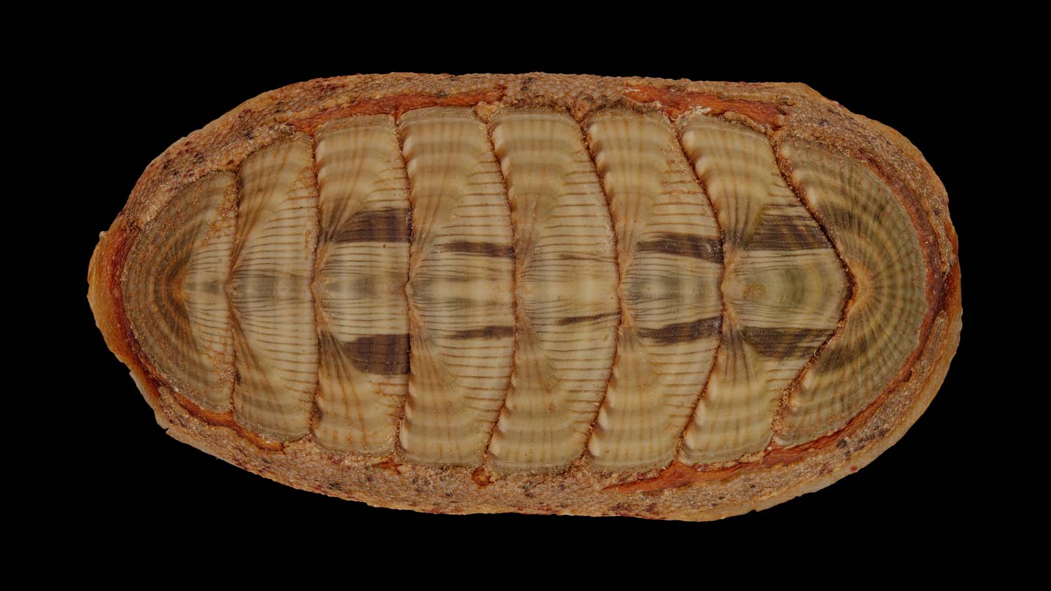 Chiton calliozonus